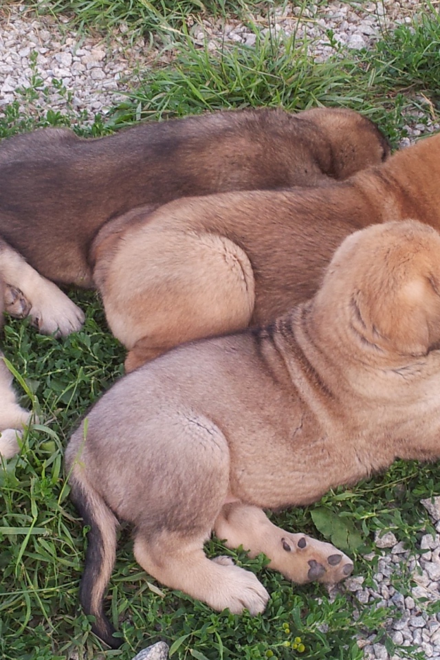 Щенки испанского мастифа на траве