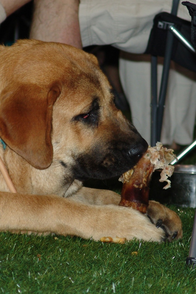 Испанский мастиф под столом