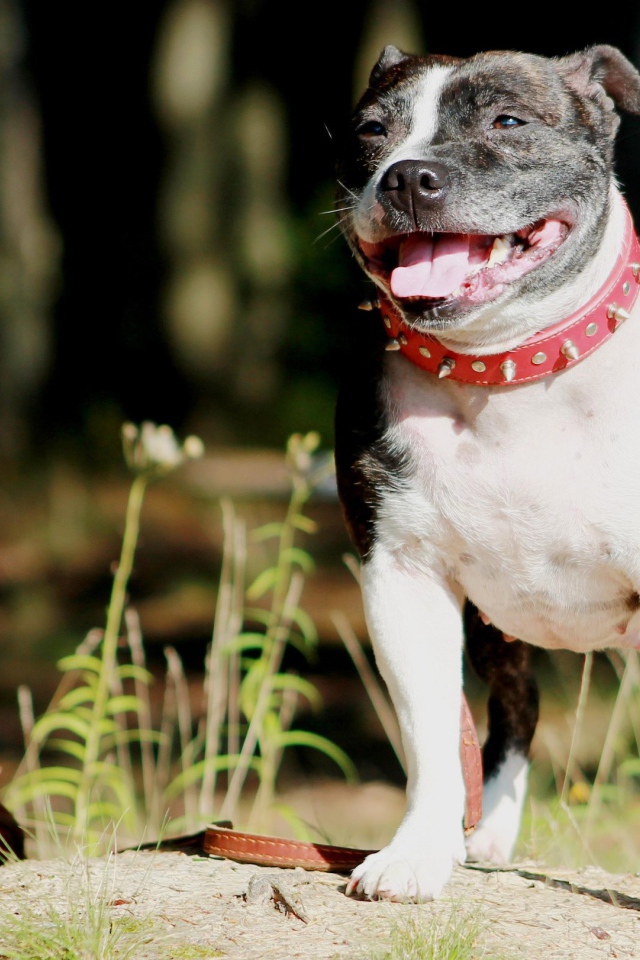 Staffordshire Bull Terrier in the red collar
