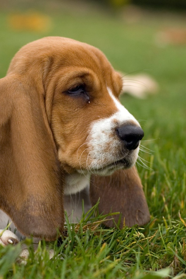 Угрюмый бассет-хаунд в траве