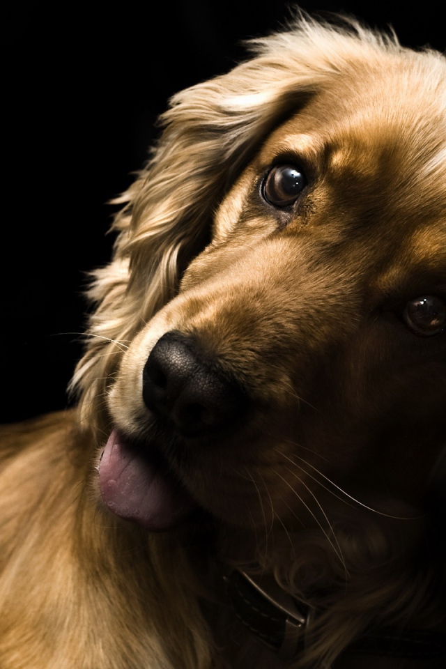 Удивлённый английский кокер-спаниель