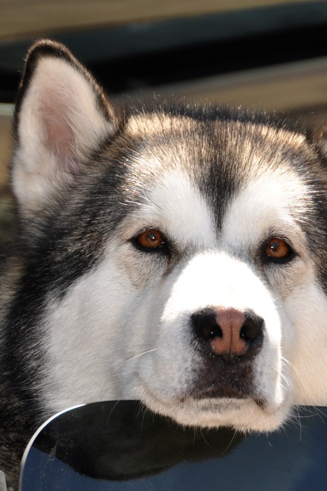 Аляскинский маламут выглядывает из окна