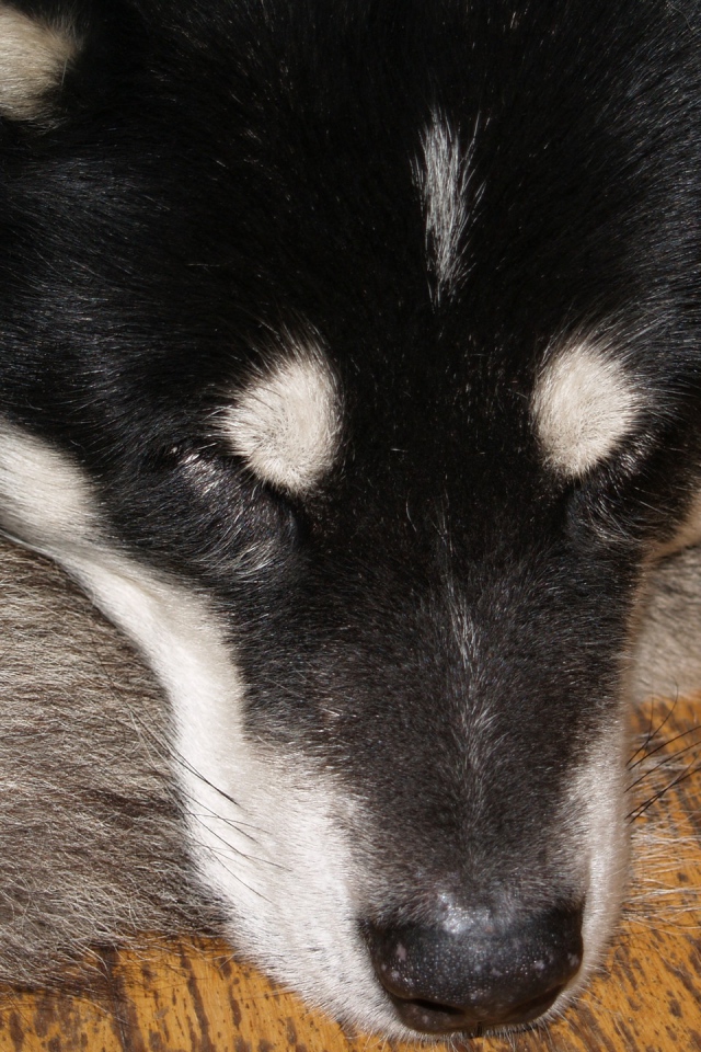 Аляскинский маламут спит