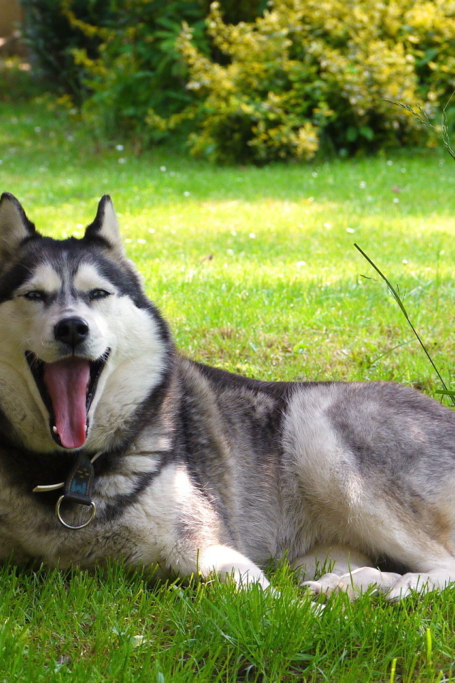 Аляскинский маламут устал