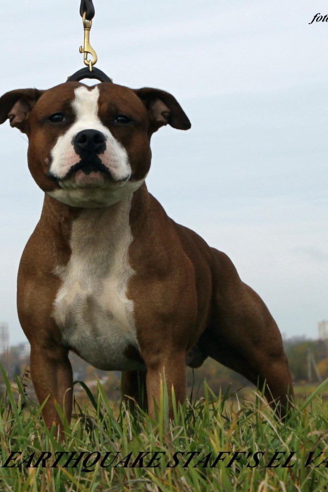 Удивительный Стаффордширский бультерьер