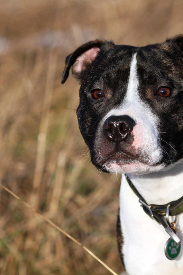 Красивый Стаффордширский бультерьер