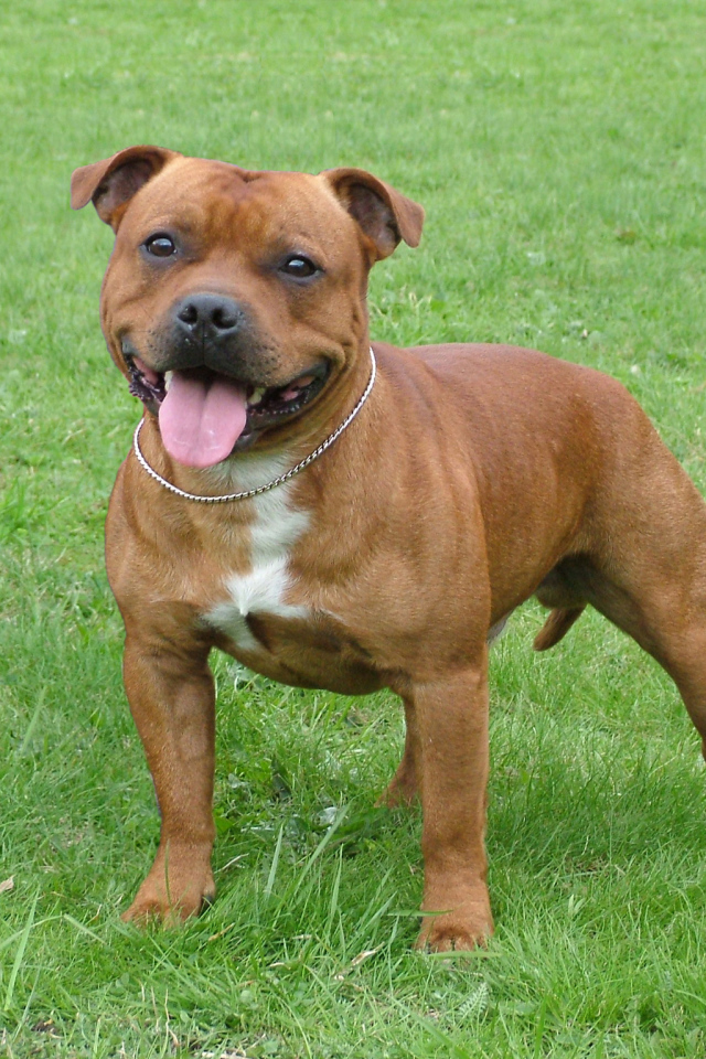 Коричневый Стаффордширский бультерьер на траве