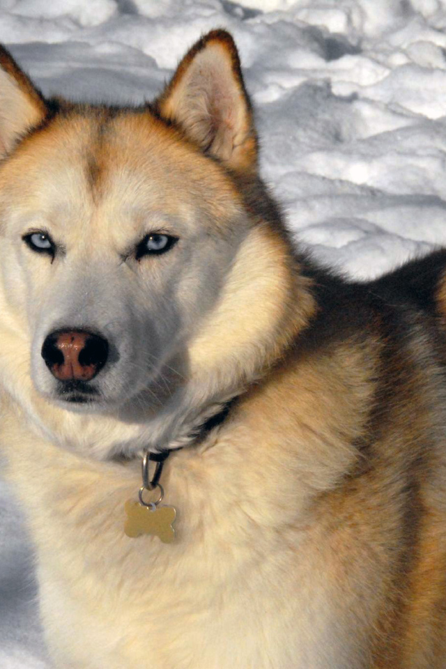 Золотой Сибирский хаски