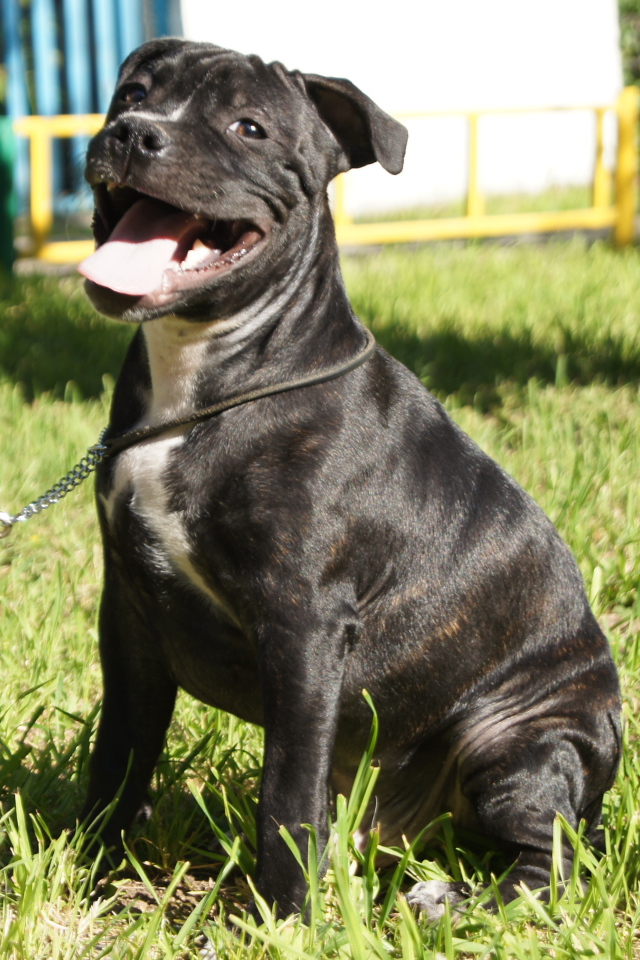 Счастливый Стаффордширский бультерьер