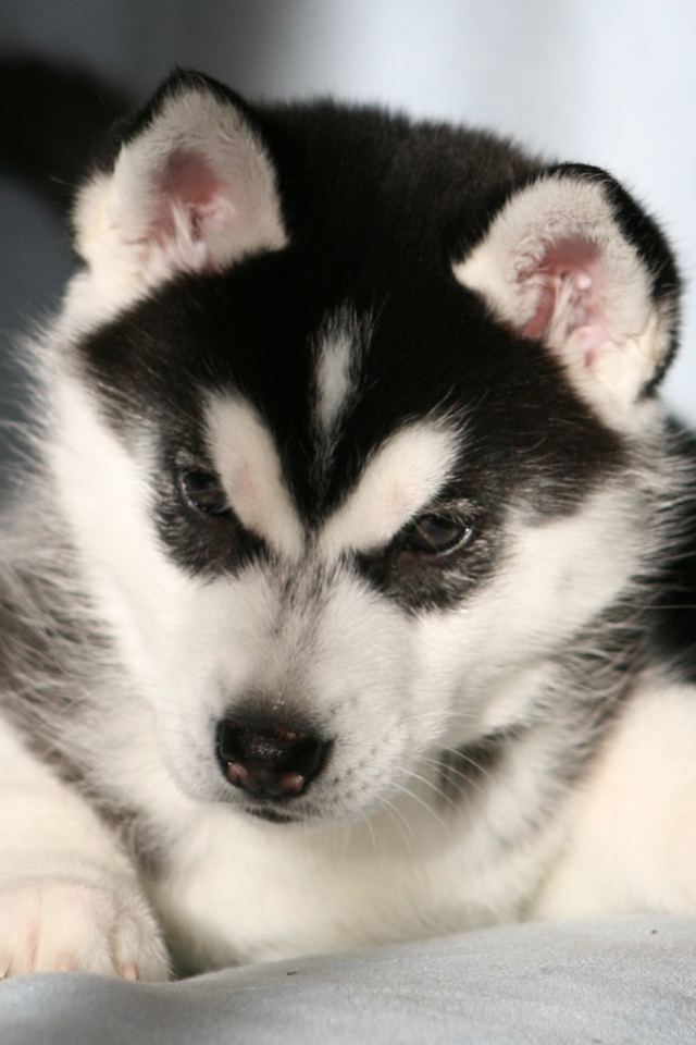 Щенок Сибирский хаски