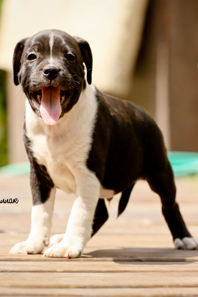 Щенок Стаффордширский бультерьер