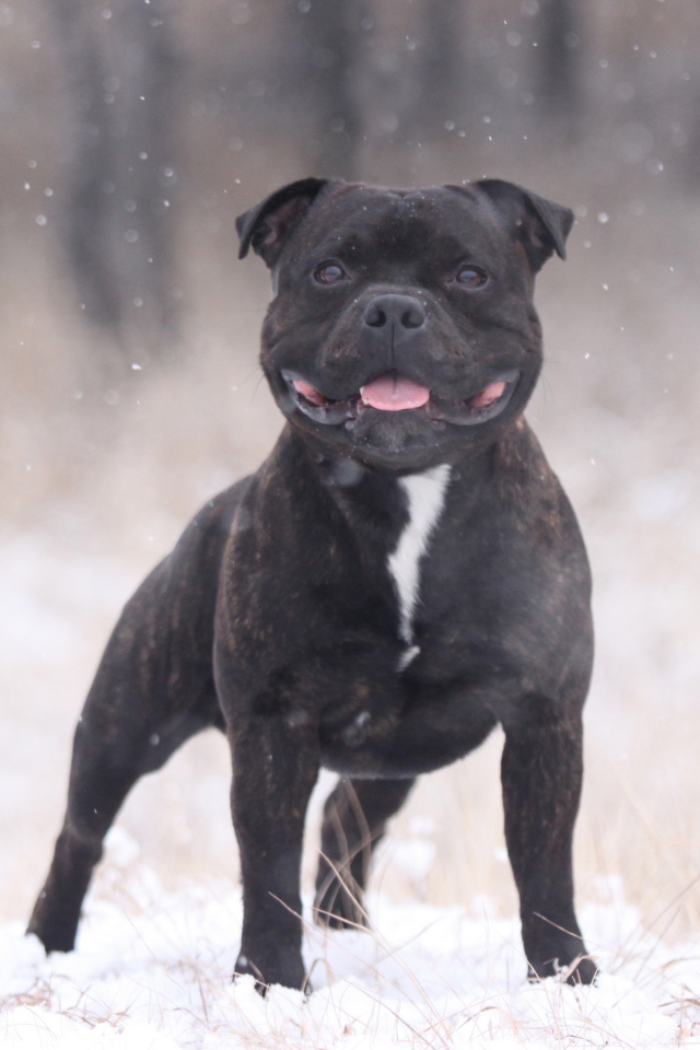 The Puppy Staffordshire Bull Terrier in winter time