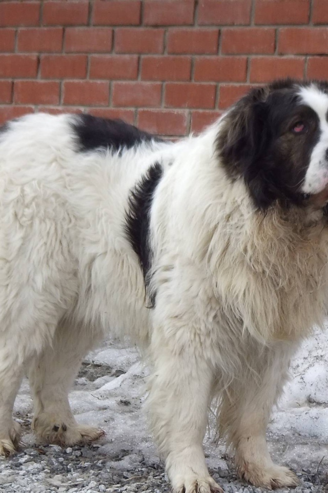 Испанский мастиф у кирпичной стены