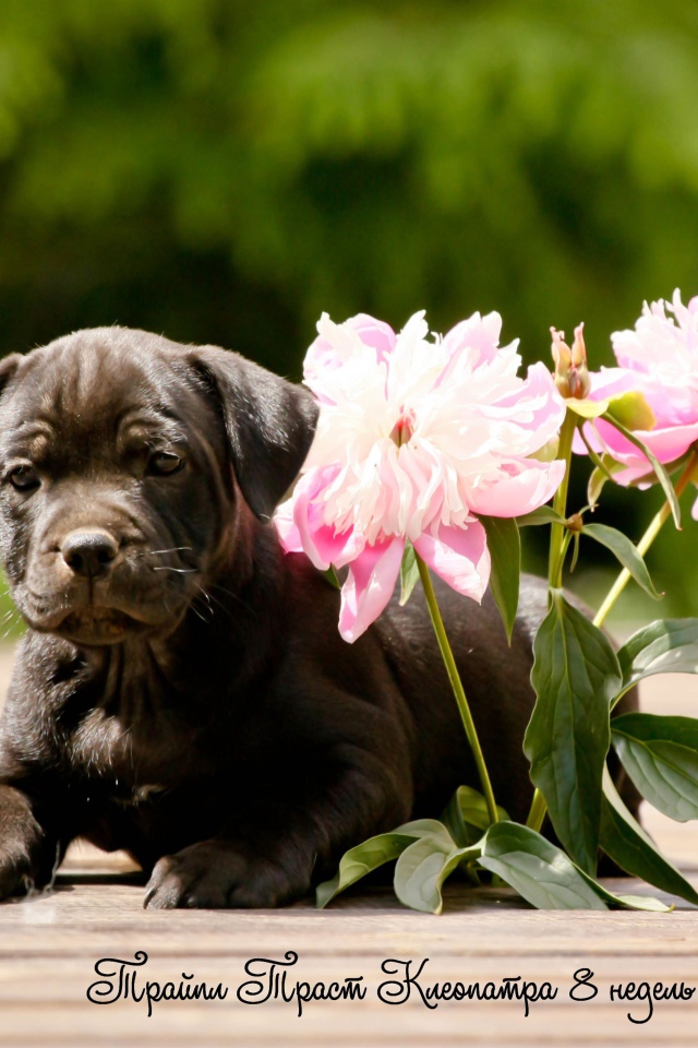 Стаффордширский бультерьер с цветами