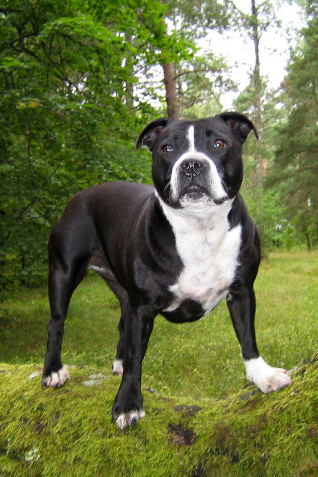 Стаффордширский бультерьер в лесу