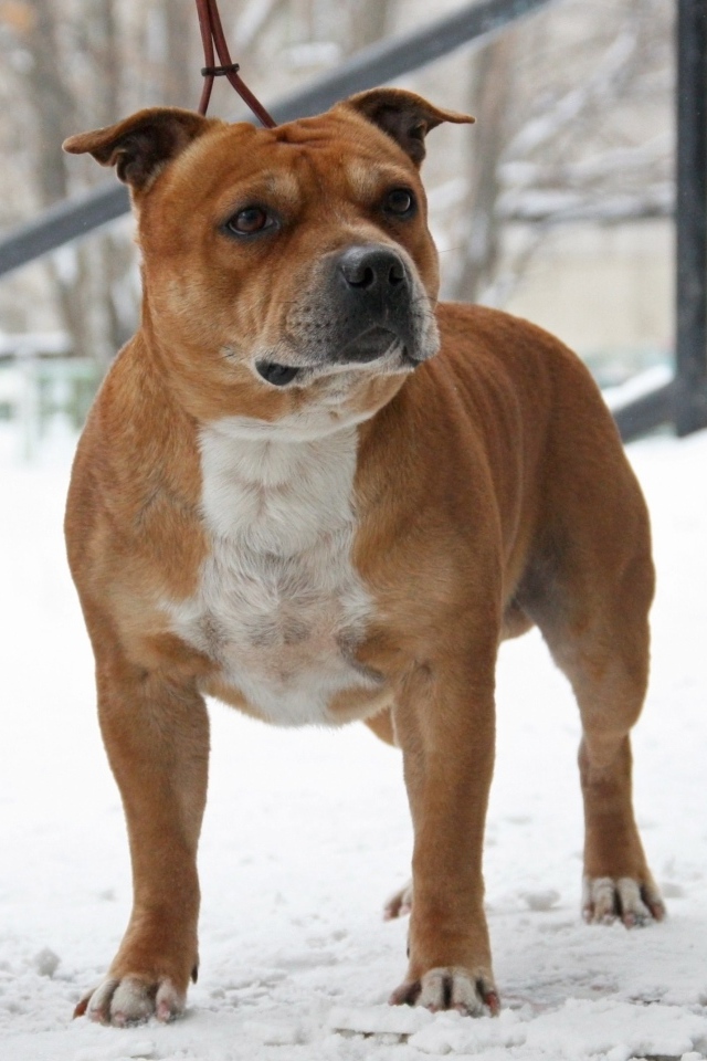 The Staffordshire Bull Terrier on the snow