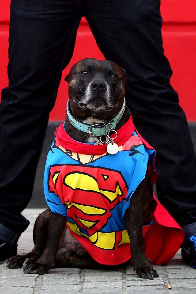 Супермен Стаффордширский бультерьер