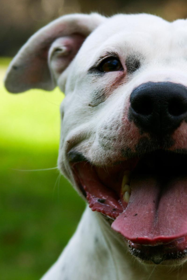 Белый Стаффордширский бультерьер