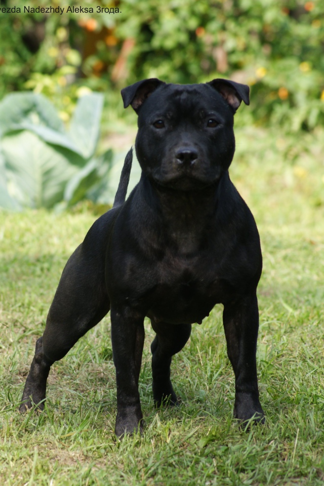 Агрессивный Стаффордширский бультерьер