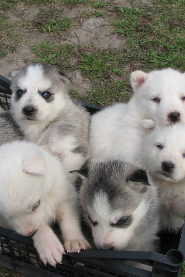 Корзина полная сибирских хаски