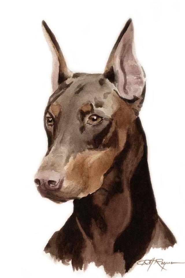 Картина добермана