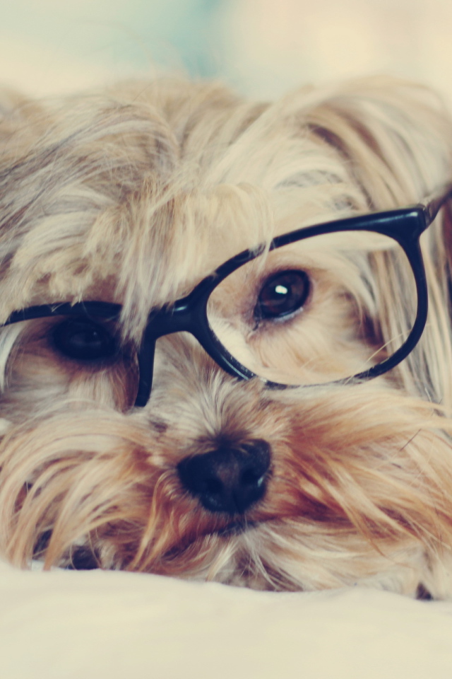 Собака смотрит через очки
