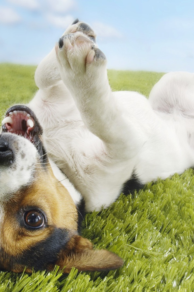 Собака валяется на траве