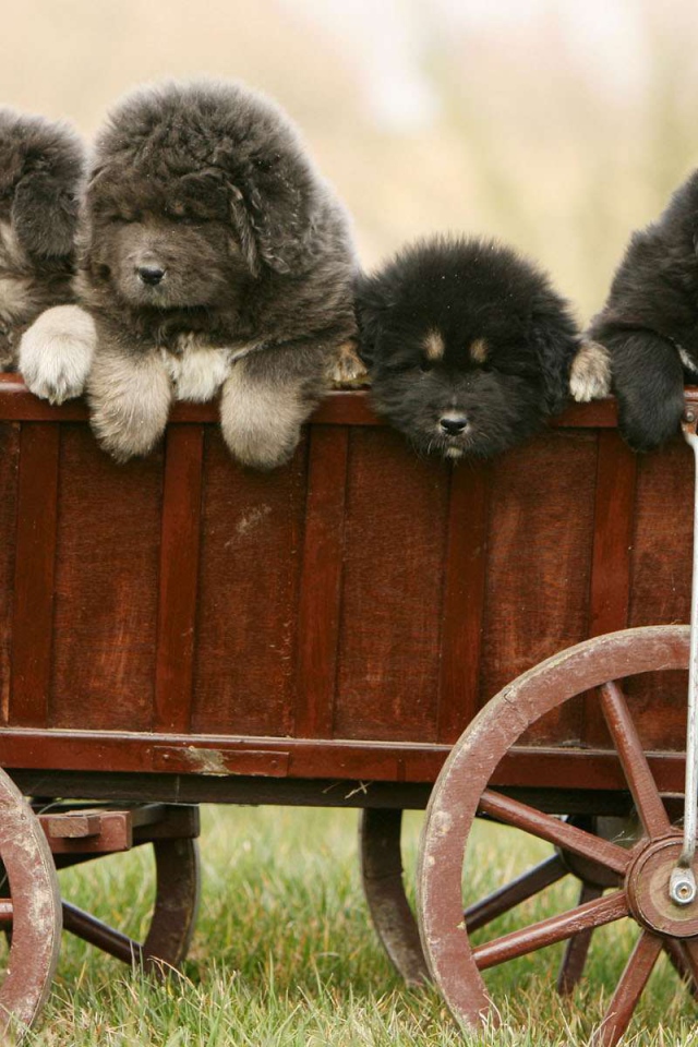 Полный вагон щенков тибетского мастифа