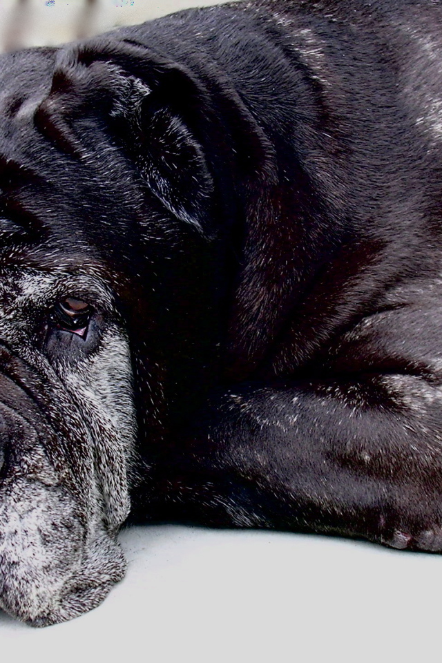 Старый черный Испанский мастиф