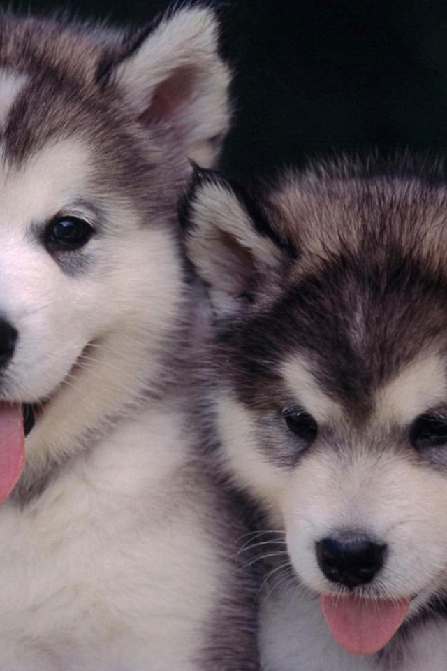 Щенки сибирского хаски