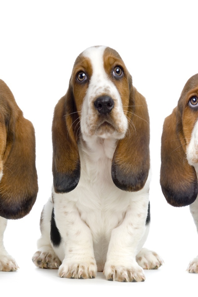 Три бассет-хаунда на белом фоне