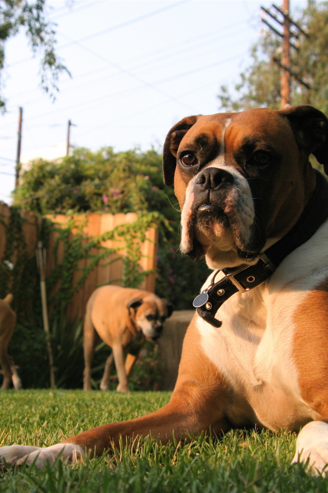 Три боксёра во дворе дома