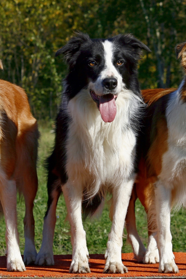 Три собаки бордер-колли