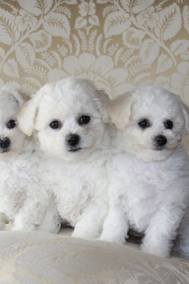 Три щенка породы бишон-фриз на диване