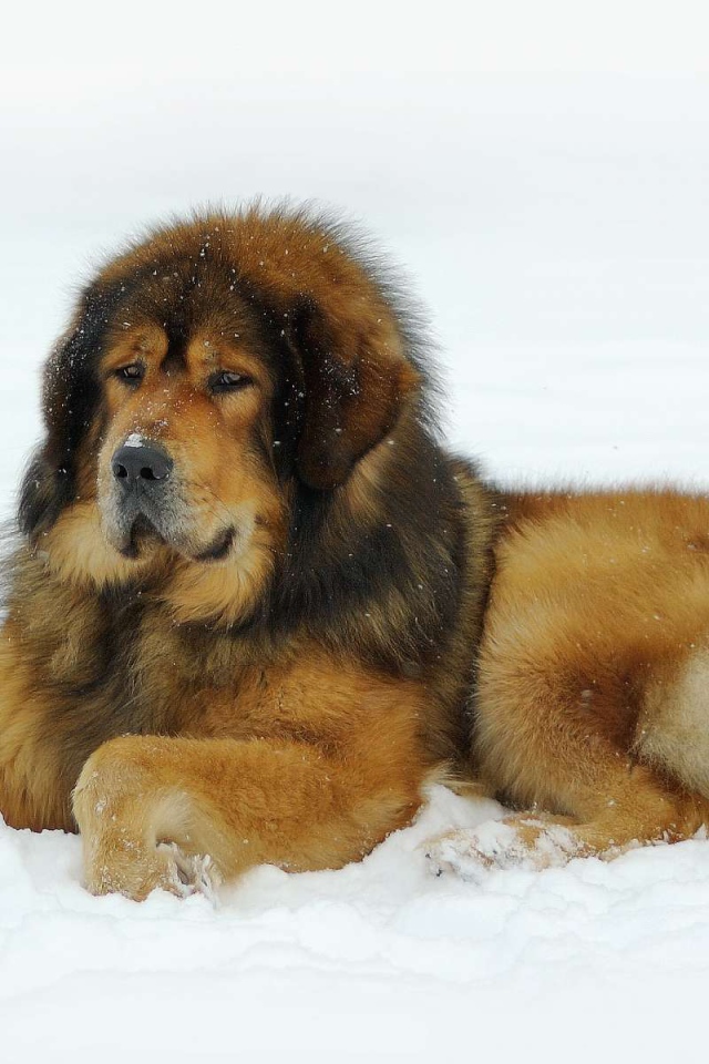 Тибетский мастиф лежит на снегу