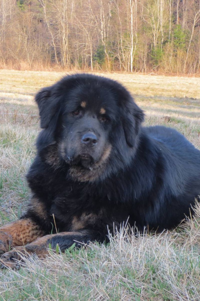 Тибетский мастиф на траве