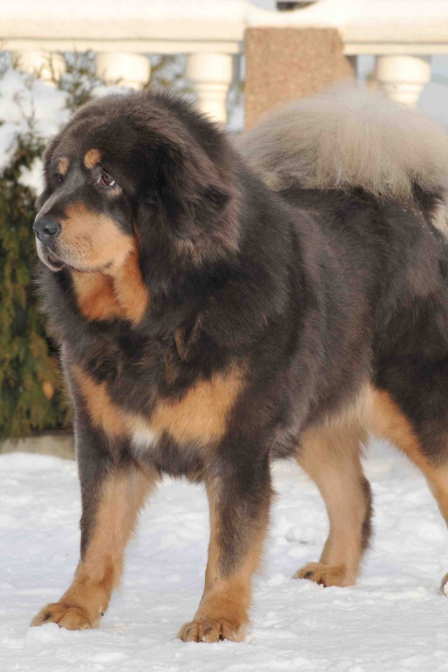 Тибетский мастиф на снегу