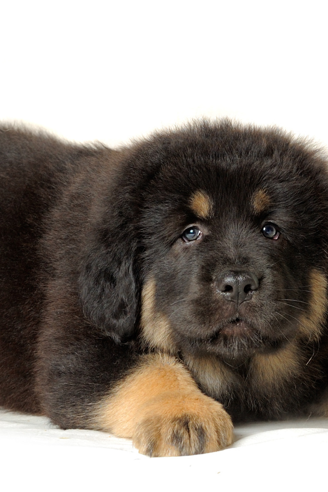 Тибетский мастиф на белом фоне