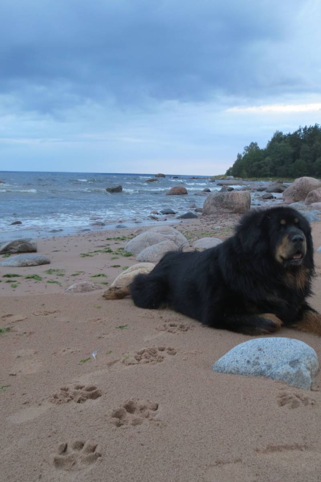 Тибетский мастиф на пляже