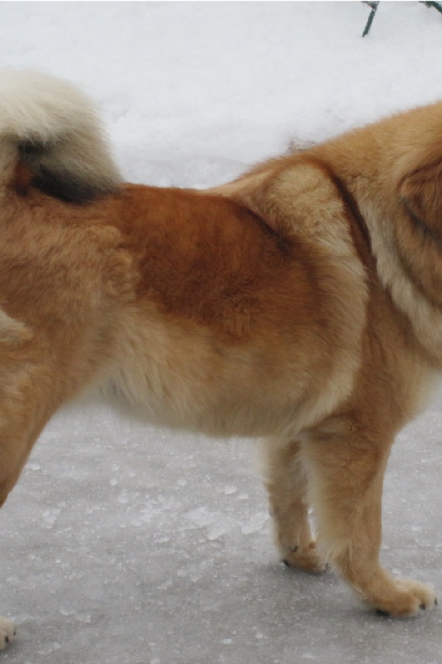 Тибетский мастиф на зимней улице