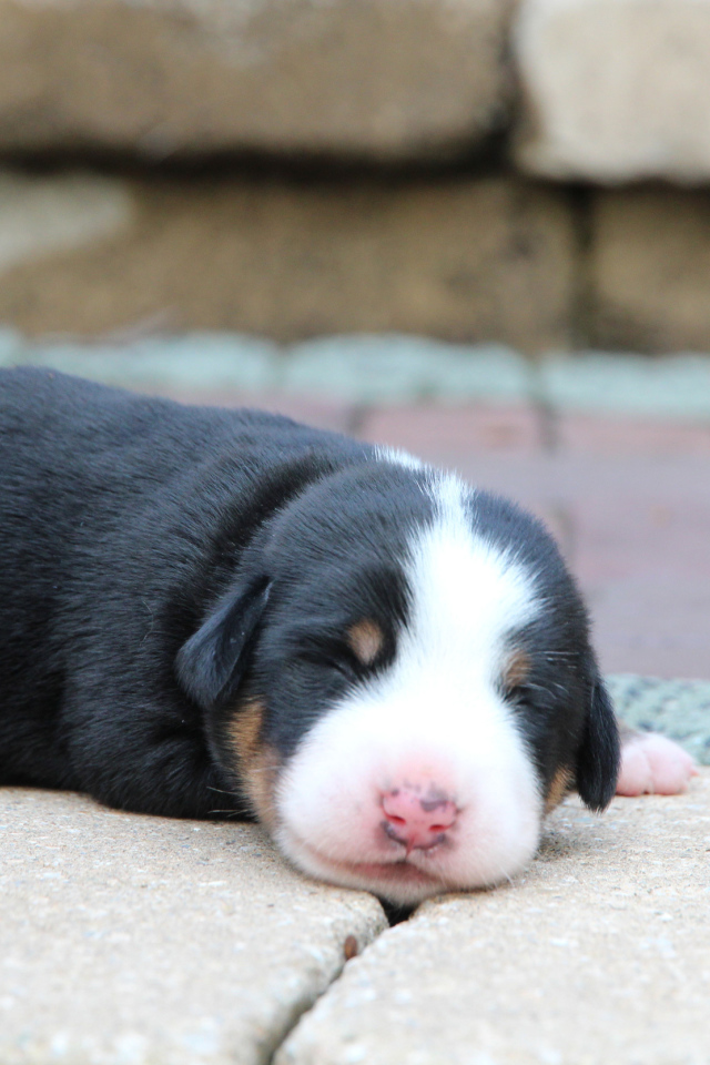 Крохотный щенок большого швейцарского зенненхунда