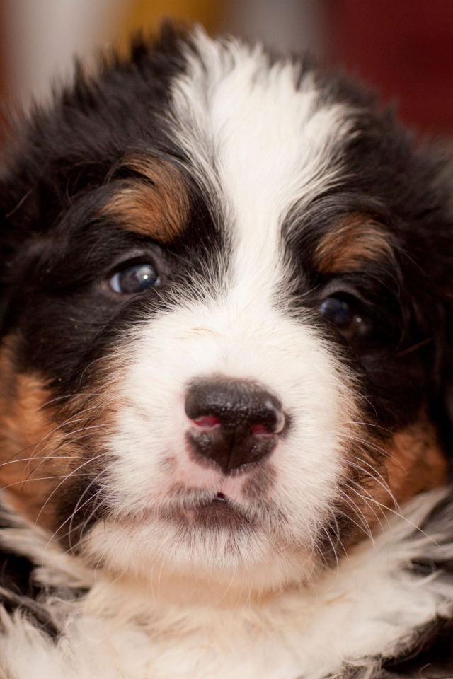 Крохотный щенок бернской пастушьей собаки