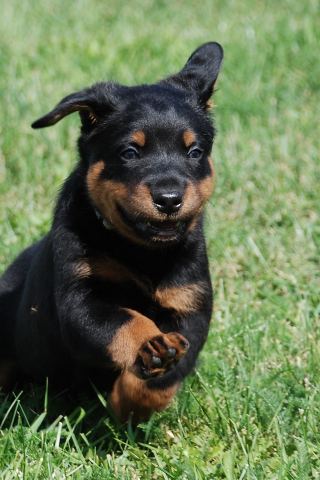 Уставший щенок босерона на траве