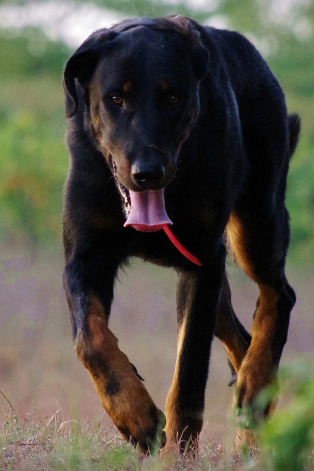 Уставший босерон идёт по полю