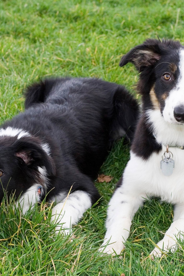 Два щенка бордер-колли лежат на траве