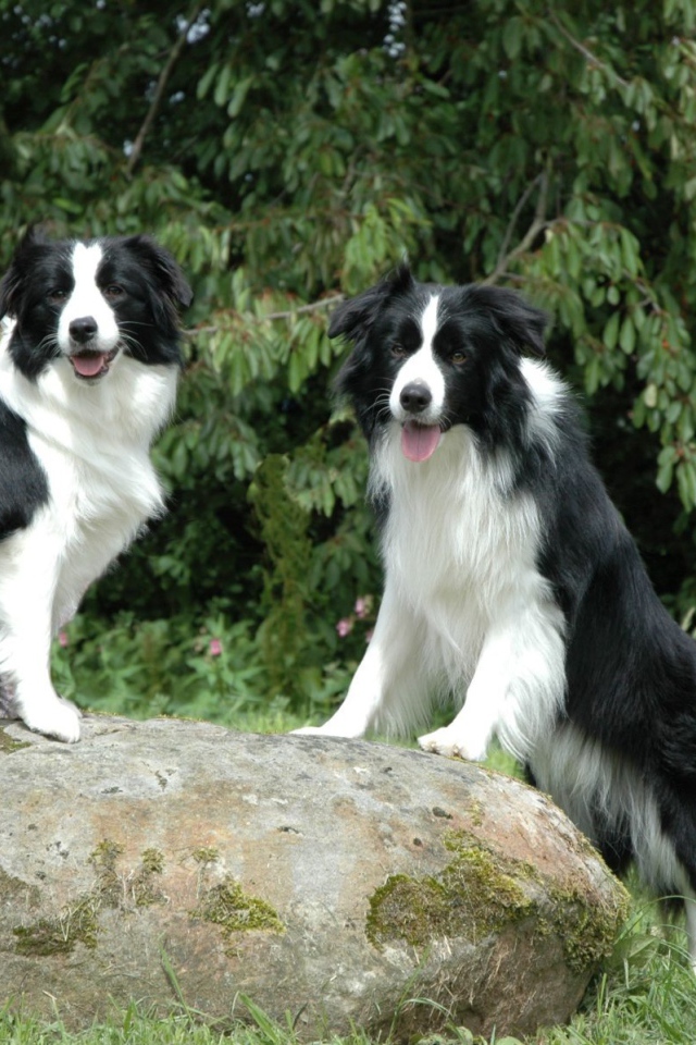 Две бордер-колли на камне