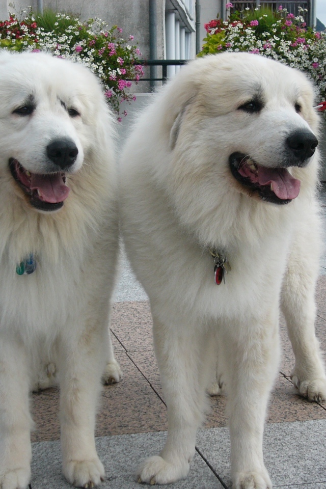 Две большие пиренейские собаки