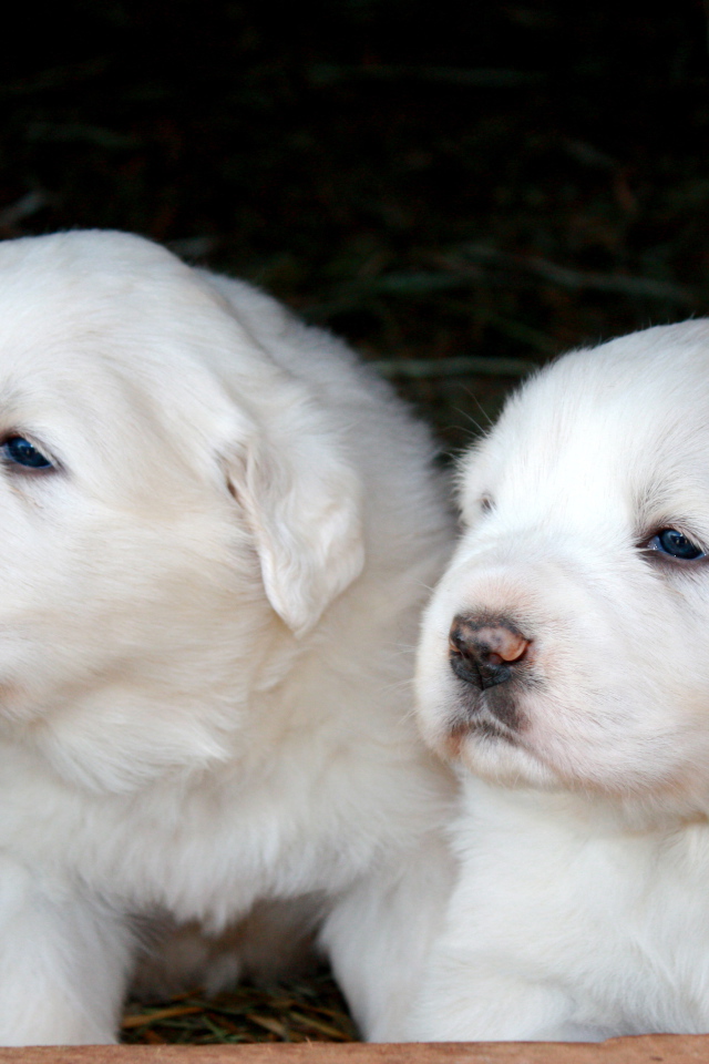 Два щенка большой пиренейской собаки