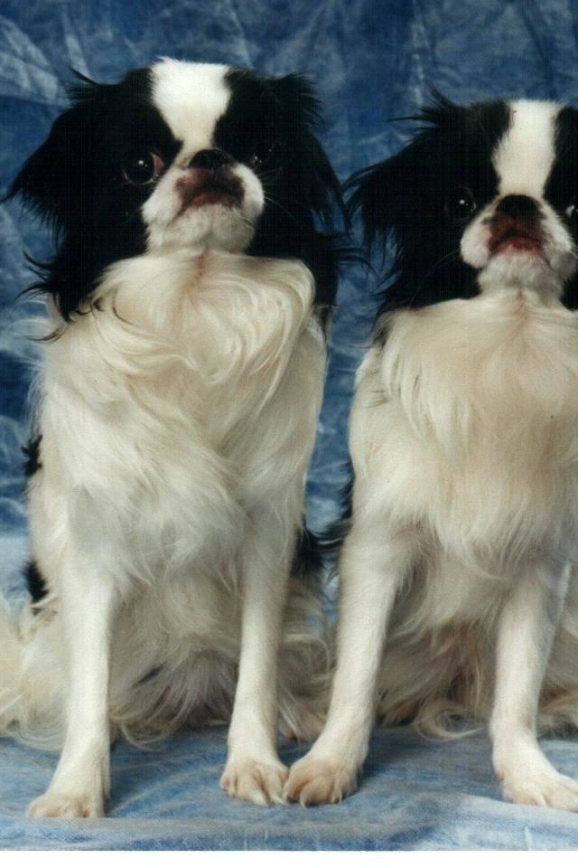 Два японских хина на синем фоне