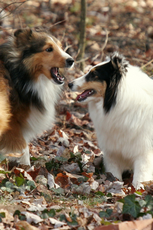 Две собаки породы шелти в лесу